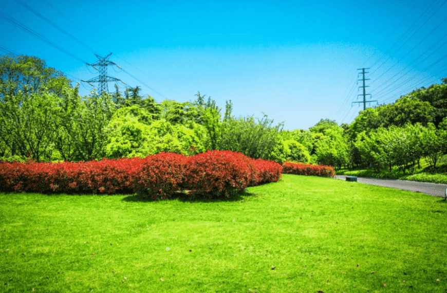 Common Lawn Weeds Found In Apex And How To Remove Them
