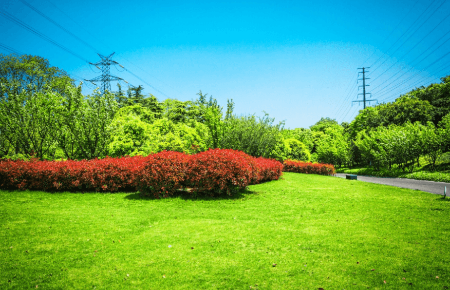 Common Lawn Weeds Found In Apex And How To Remove Them