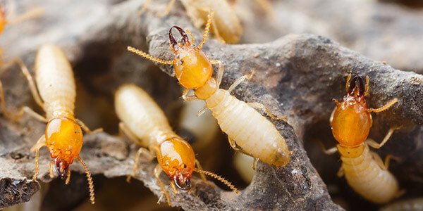Termite Control Solutions