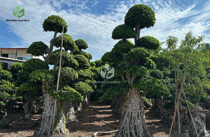 How to Grow a Beautiful Tropical Bonsai at Home